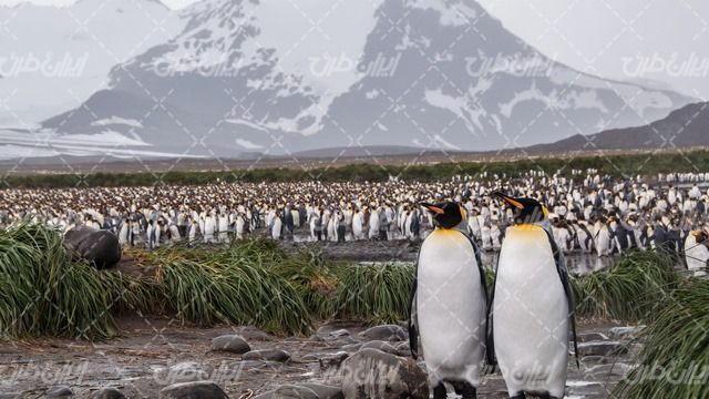 تصویر با کیفیت پنگوئن همراه با کوهستان و برف