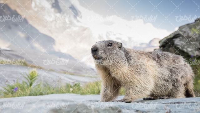 تصویر با کیفیت موش خرمایی همراه با حیات وحش و باغ وحش