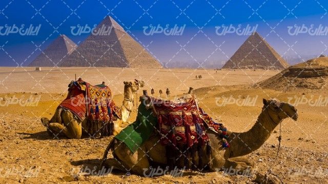 تصویر با کیفیت جاذبه گردشگری مصر همراه با شتر و اهرام سه گانه مصر