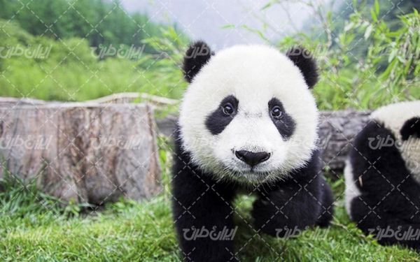 تصویر با کیفیت پاندا همراه با باغ وحش و حیات وحش