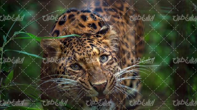 تصویر با کیفیت پلنگ همراه با حیوان جنگی و باغ وحش