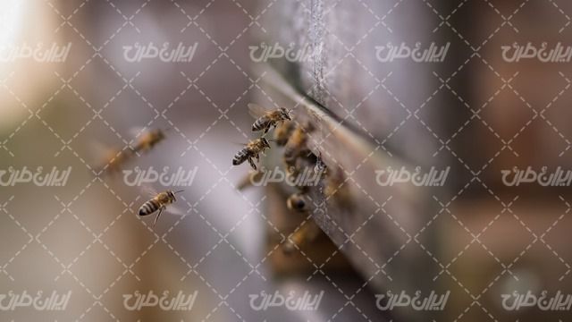 تصویر با کیفیت لانه زنبور عسل همراه با زنبور عسل و حشره