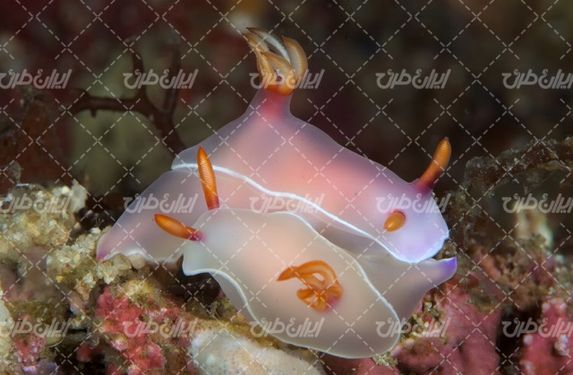 تصویر با کیفیت پس زمینه همراه با بک گراند و والپیپر