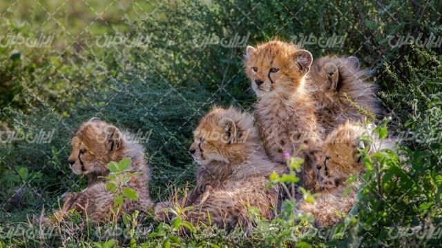 تصویر با کیفیت توله یوزپلنگ همراه با گالری حیوان وحشی و باغ وحش