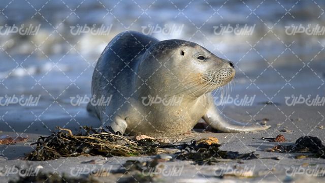 تصویر با کیفیت ثمور آبی همراه با حیوان و حیات وحش