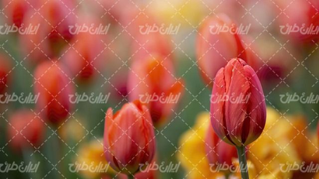 تصویر با کیفیت گل طبیعی همراه با مزرعه پرورش گل و گل زیبا