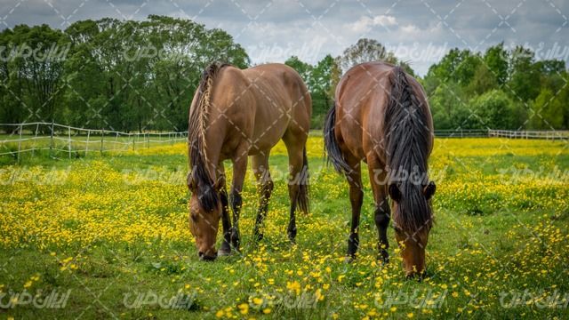 تصویر با کیفیت اسب همراه با فصل بهار حصار چوبی