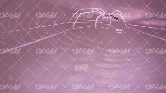 تصویر با کیفیت حشره همراه با عنکبوت و تار عنکبوت