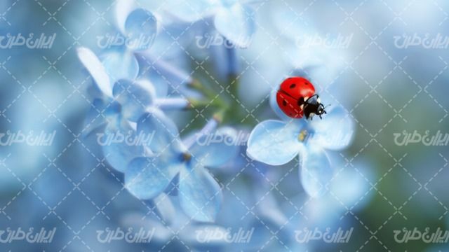 تصویر با کیفیت گل طبیعی همراه با کفشدوزک و حشره