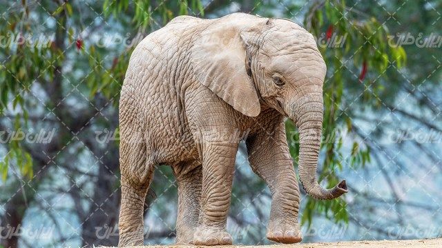 تصویر با کیفیت فیل همراه با حیوان غول پیکر و باغ وحش