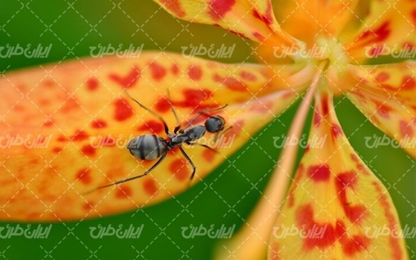 تصویر با کیفیت مورچه همراه با گل زیبا و گل طبیعی