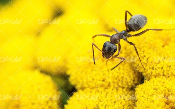 تصویر با کیفیت مورچه همراه با حشره و حیوان کوچک