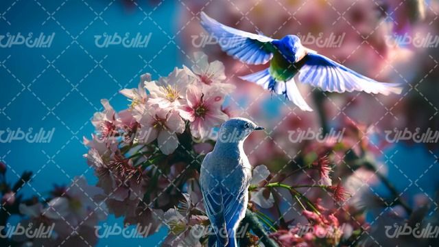تصویر با کیفیت پرنده همراه با گل و مرغ و فصل زیبای بهار