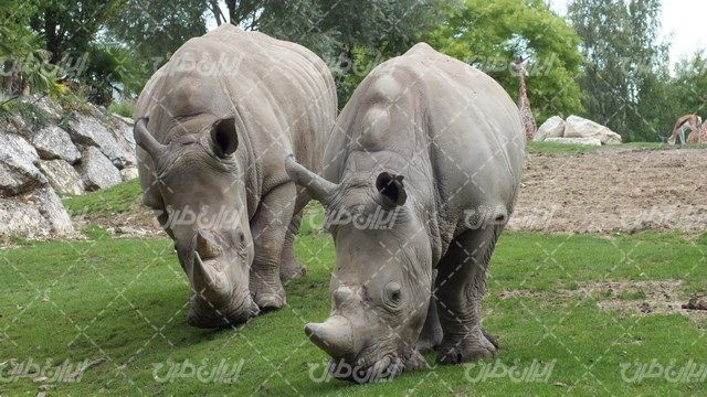 تصویر با کرگدن همراه با حیات وحش و چشم انداز زیبای با وحش