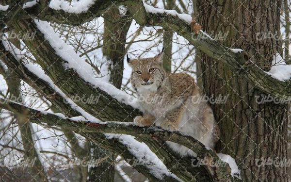 تصویر با کیفیت گربه وحشی همراه با درخت و فصل زمستان