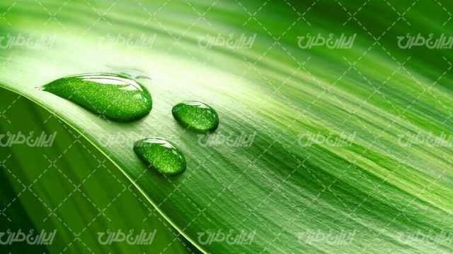 تصویر پس زمینه همراه با تصویر زمینه سبز و بک گراند