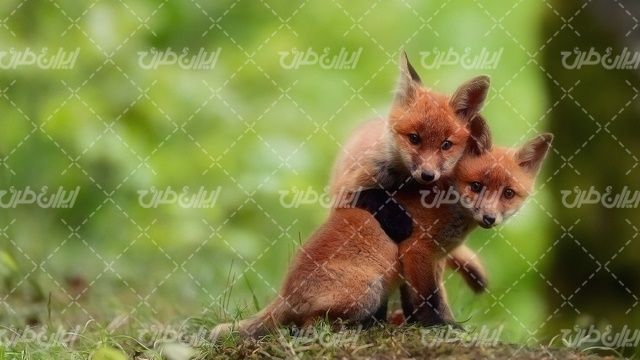 تصویر آب توله گرگ همراه با حیوان وحشی و حیات وحش