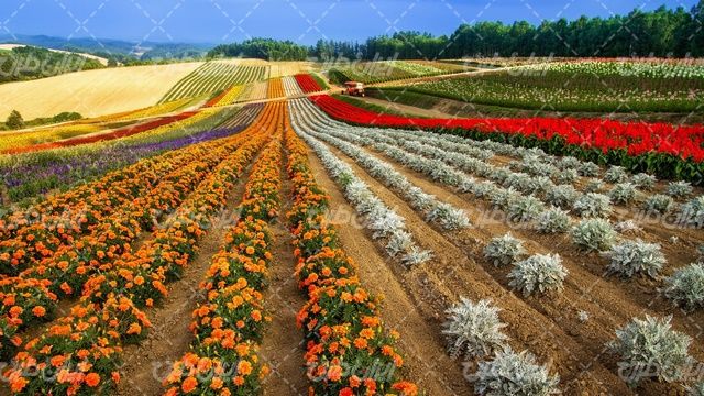 تصویر با کیفیت مزرعه گل همراه با گل طبیعی و پرورش گل
