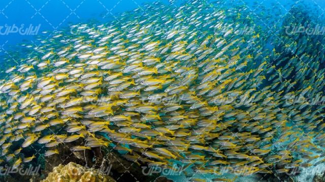 تصویر با کیفیت منظره زیبای آکواریوم همراه با منظره زیر دریا و ماهی