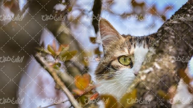 تصویر با کیفیت گربه همراه با شاخه درخت و حیوان خانگی