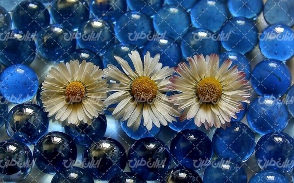 تصویر با کیفیت پس زمینه همراه با تصویر زمینه و بک گراند