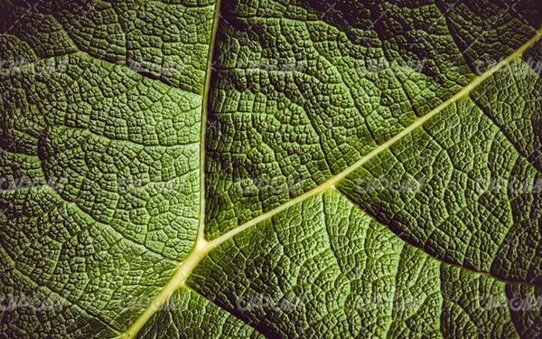 تصویر با کیفیت پس زمینه همراه با تصویر زمینه و بک گراند