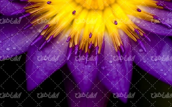 تصویر با کیفیت پس زمینه همراه با تصویر زمینه و بک گراند