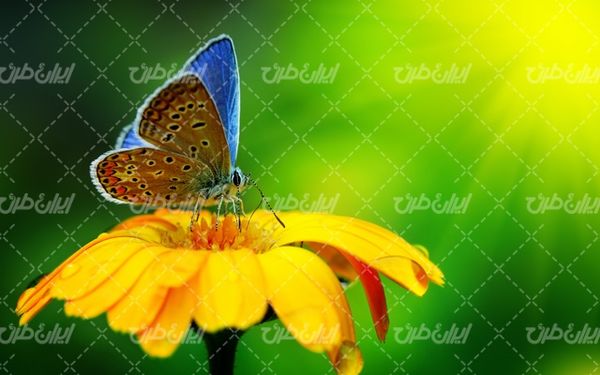 تصویر با کیفیت پروانه همراه با گل زیبا و شکوفه گل طبیعی