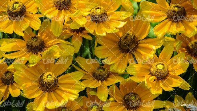 تصویر با کیفیت گل زرد همراه با گل طبیعی و پرورش گل