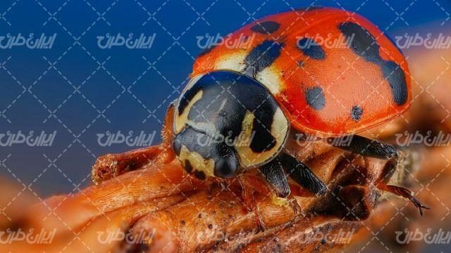 تصویر با کیفیت سوسک خال دار همراه با حشره و کفش دوزک