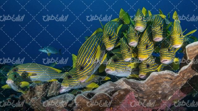 تصویر با کیفیت ماهی همراه با منظره زیبای زیر دریا و آکواریوم