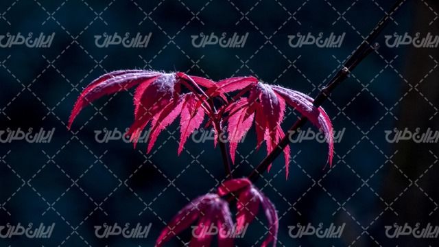 تصویر با کیفیت برگ گل همراه با گل آپارتمانی و گیاهان آپارتمانی