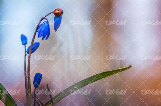 تصویر با کیفیت دکفشدوزک همراه با گل طبیعی و شاخه گل زیبا