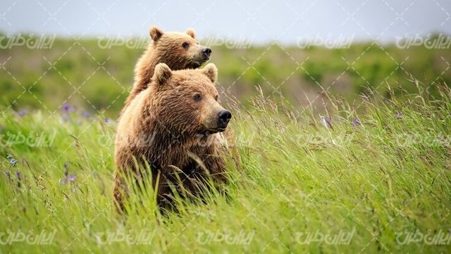 تصویر با کیفیت خرس قهوه ای همراه با حیات وحش و باغ وحش