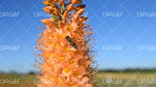 تصویر با کیفیت گل طبیعی همراه با زنبور عسل و منظره زیبا