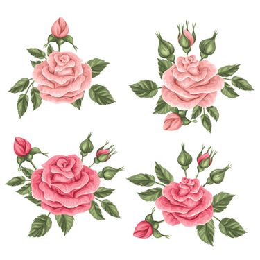 وکتور گل محمدی غنچه گل گل و مرغ بک گراند گل 06