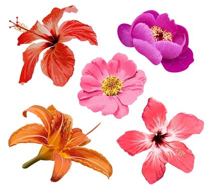 وکتور  گل گلبرگ انواع گل گل بنفش گل صورتی