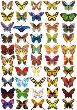 وکتور پروانه انواع پروانه وکتور پروانه رنگی