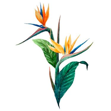 وکتور گل وکتور شاخه گل وکتور گلفروشی 10