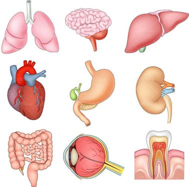 وکتور اعضای بدن وکتور ریه وکتور روده بزرگ وکتور قلب1