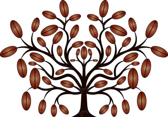 وکتور دانه های قهوه وکتور درخت قهوه وکتور پرورش قهوه