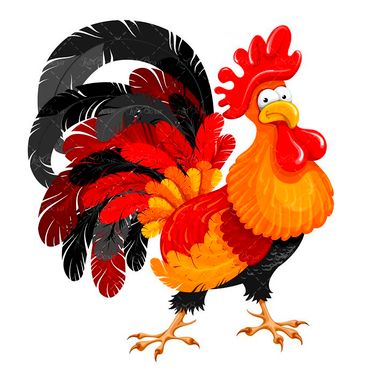 وکتور  خروس محلی وکتور خروس گرافیکی وکتور خروس رنگی