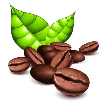 وکتور دانه های قهوه وکتور قهوه فرآوری شده وکتور برگ درخت قهوه1