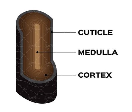 وکتور ساختار مو وکتور قسمتهای تشکیل دهنده موی سر