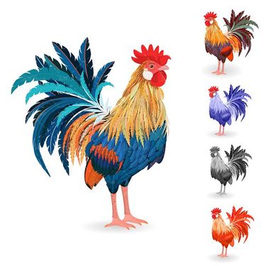 وکتور خروس رنگی وکتور پرورش طیور وکتور خروس محلی