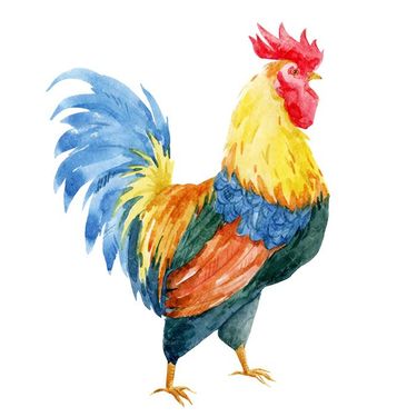 وکتور خروس رنگی وکتور خروس گرافیکی وکتور خروس محلی5