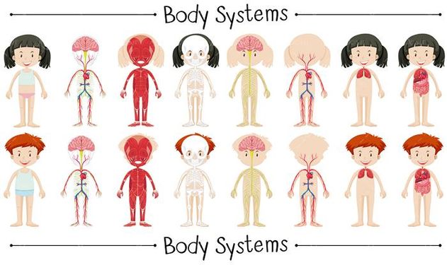 وکتور امعاء و احشا بدن  کودکان وکتور آناتومی بدن بچه