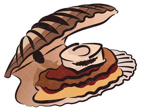 وکتور  صدف دریایی وکتور غذای دریایی وکتور پروتئینی2