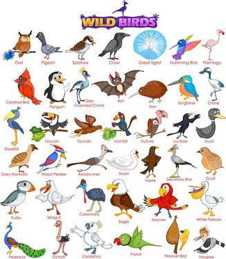 وکتور پرنده وکتور کرکس وکتور جغد وکتور خفاش