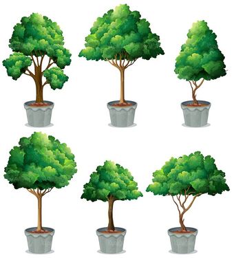 وکتور درخت گلدانی وکتور درخت تزئینی وکتور درخت آپارتمانی
